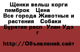 Щенки вельш корги пемброк › Цена ­ 70 000 - Все города Животные и растения » Собаки   . Бурятия респ.,Улан-Удэ г.